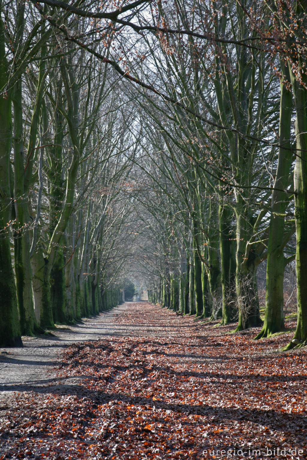 Detailansicht von Buchenallee beim Kasteel Neubourg