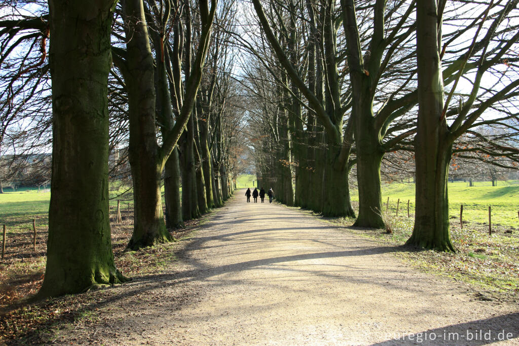 Detailansicht von Buchenallee im Geultal bei Oud Valkenburg