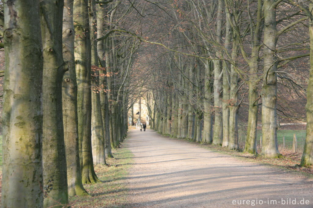 Detailansicht von Buchenallee im Geultal bei Oud Valkenburg