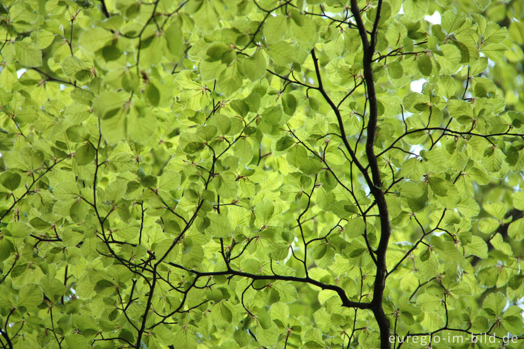 Detailansicht von Buchenblätter im Frühling