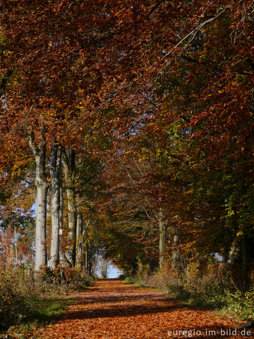 Detailansicht von Buchenhecke im Hatzevenn, Nordeifel