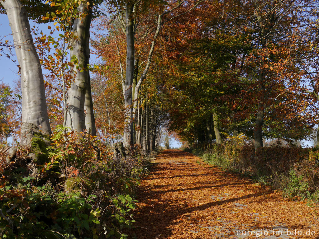 Detailansicht von Buchenhecke im Hatzevenn, Nordeifel