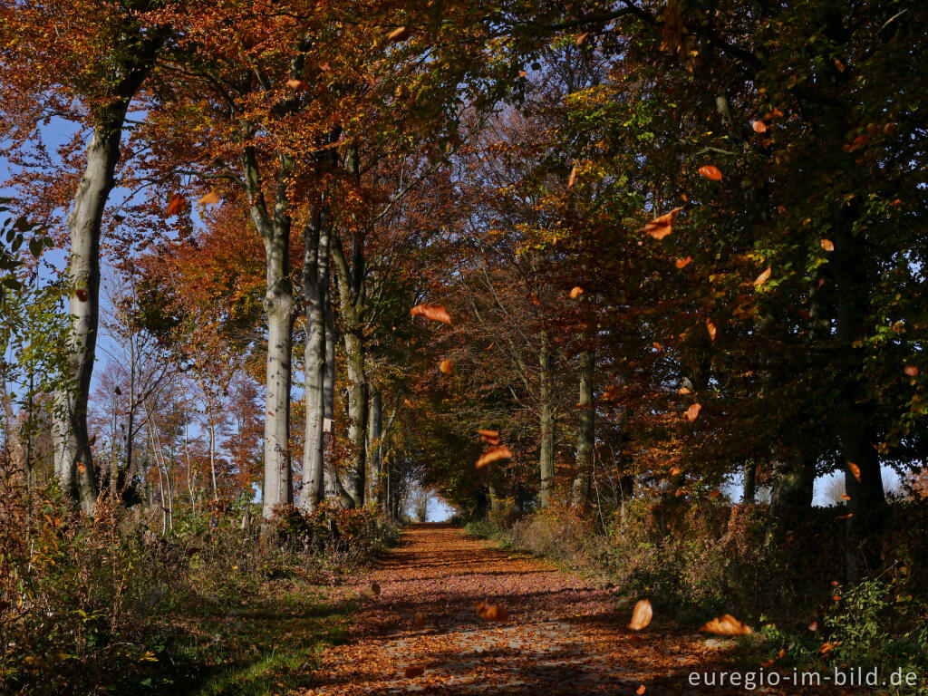 Detailansicht von Buchenhecke im Hatzevenn, Nordeifel