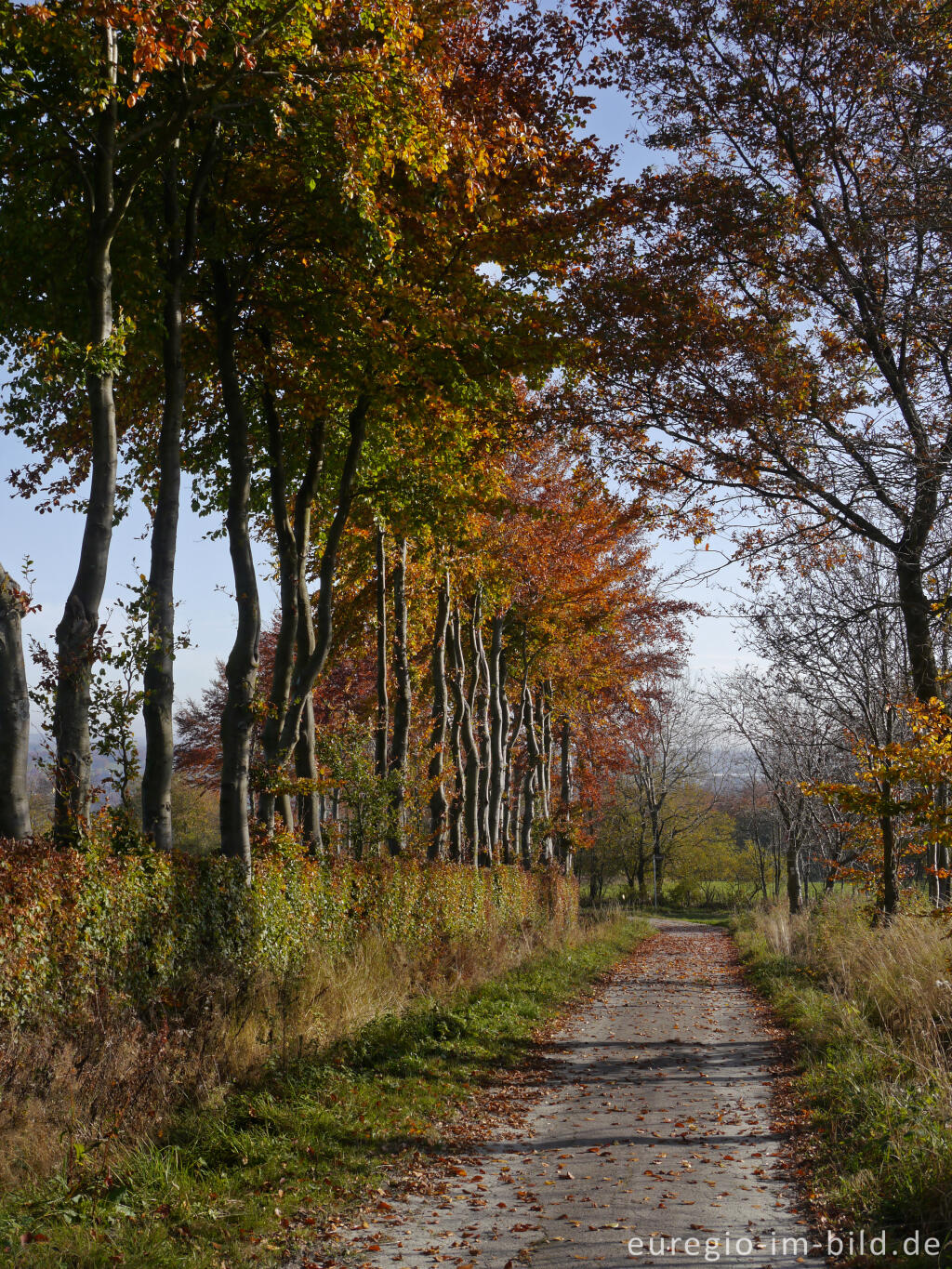 Detailansicht von Buchenhecke im Hatzevenn, Nordeifel