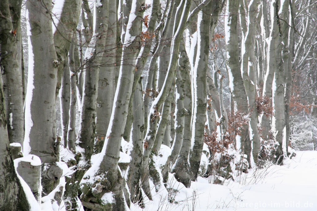 Buchenhecke im Monschauer Heckenland bei Eicherscheid