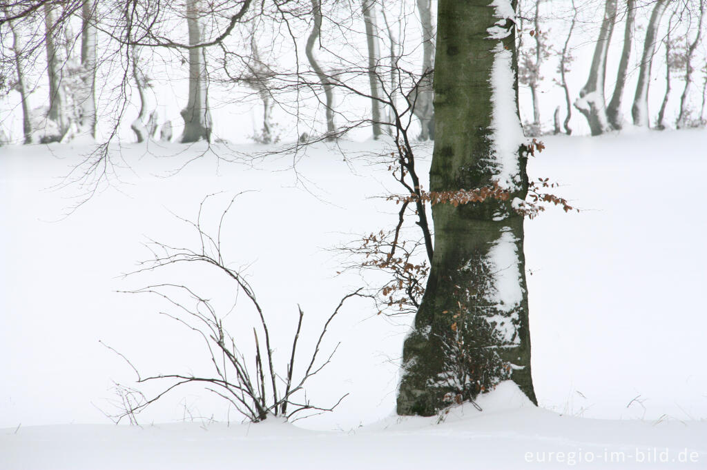 Buchenhecke im Monschauer Heckenland bei Eicherscheid