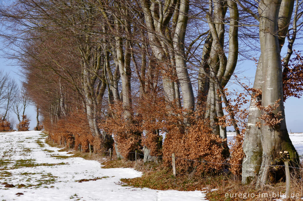 Detailansicht von Buchenhecke in der Nordeifel