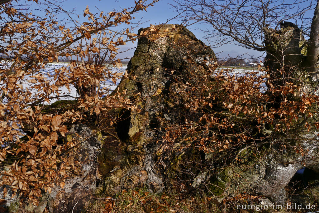 Detailansicht von Buchenhecke in der Nordeifel