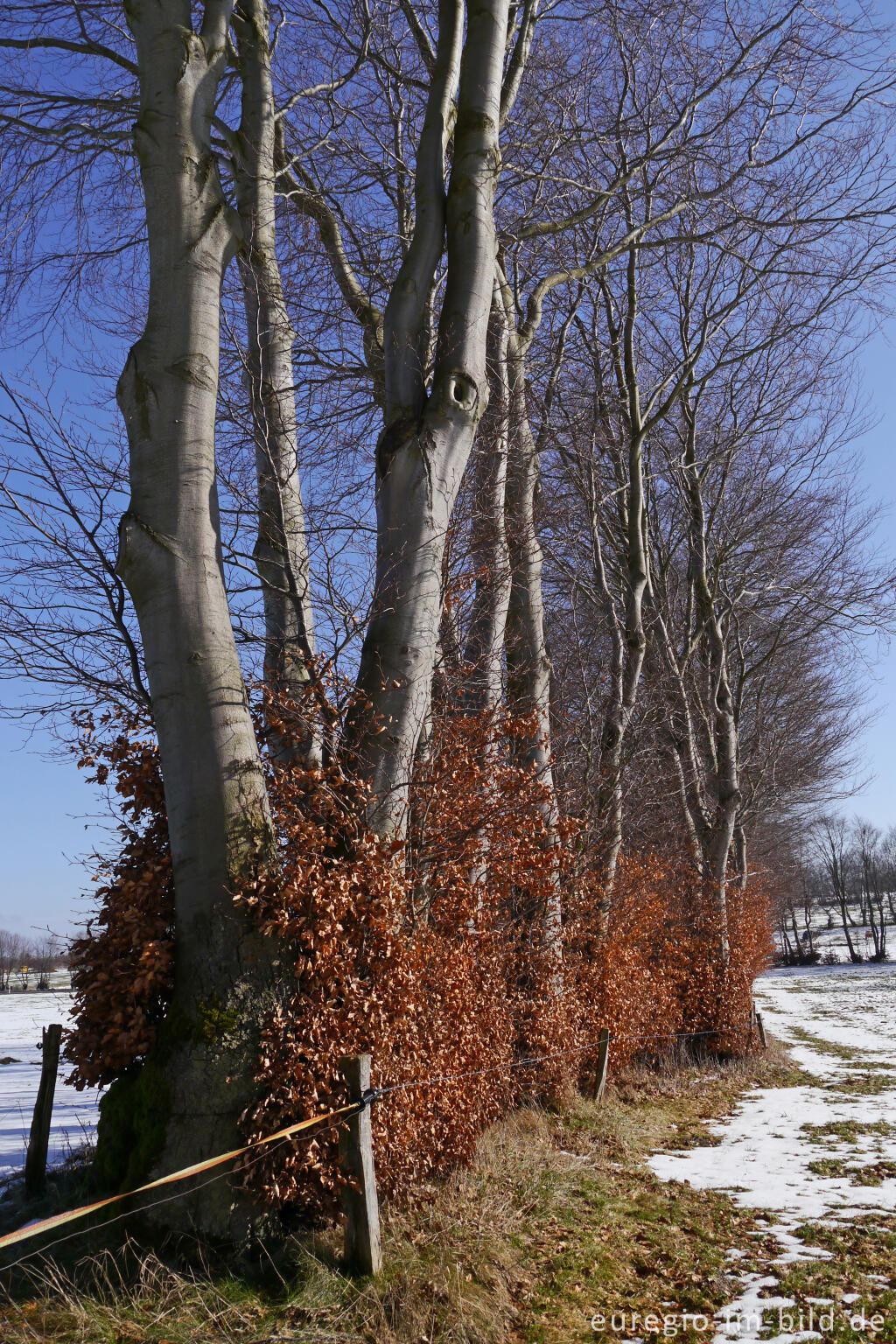 Detailansicht von Buchenhecke in der Nordeifel