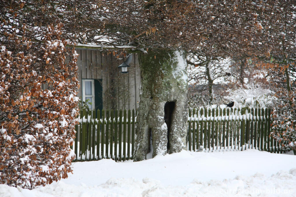 Buchenhecke in Eicherscheid, Monschauer Heckenland