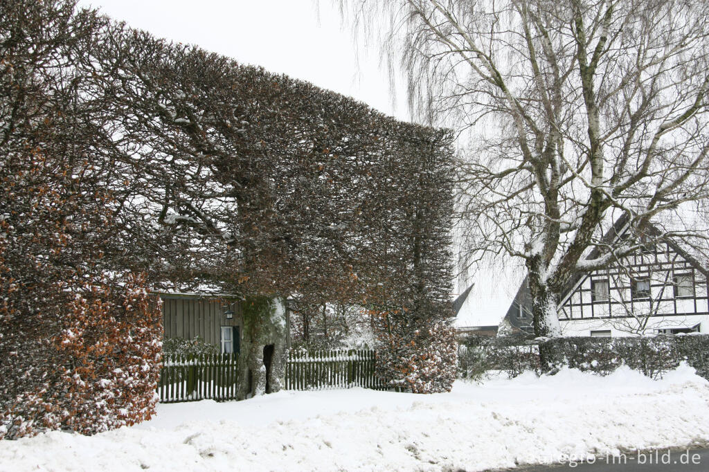 Buchenhecke in Eicherscheid, Monschauer Heckenland