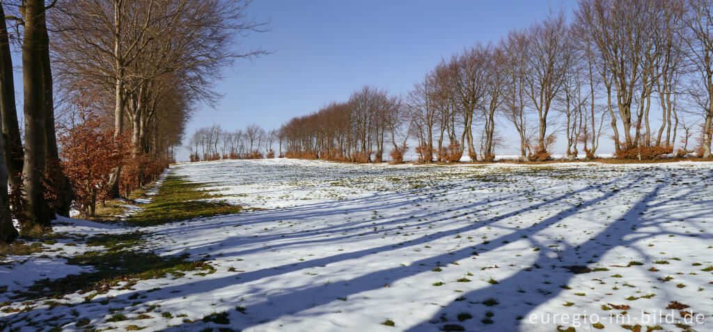 Detailansicht von Buchenhecken in der Nordeifel