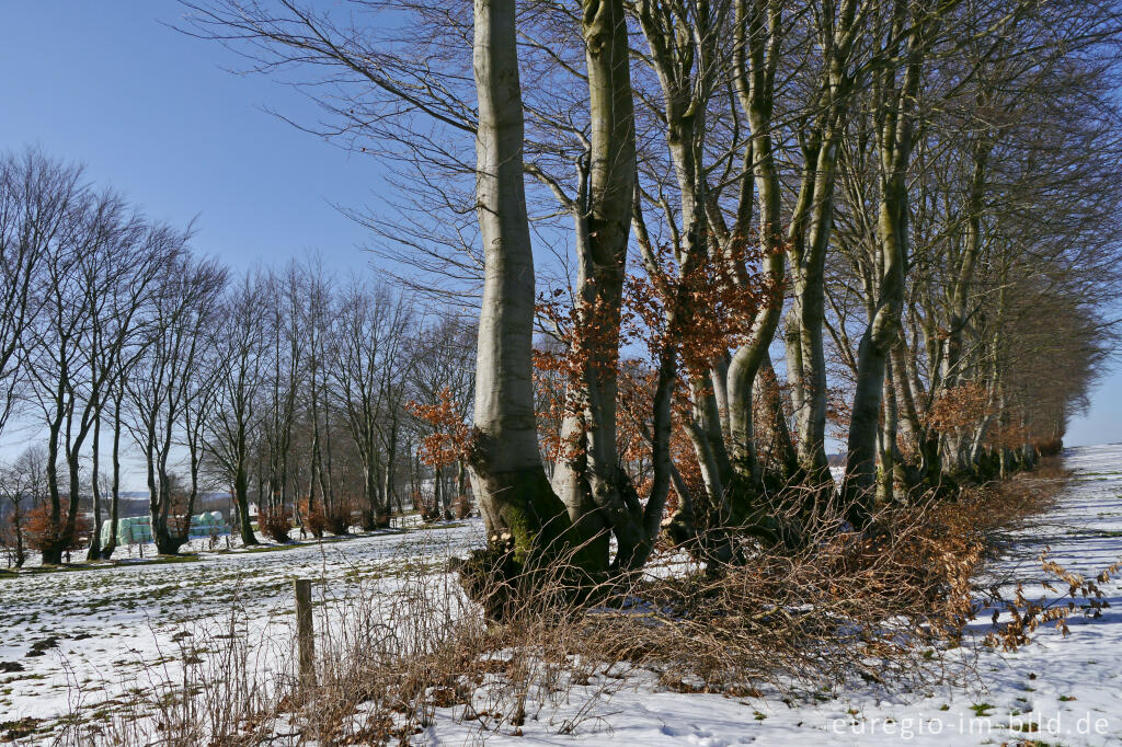 Detailansicht von Buchenhecken in der Nordeifel