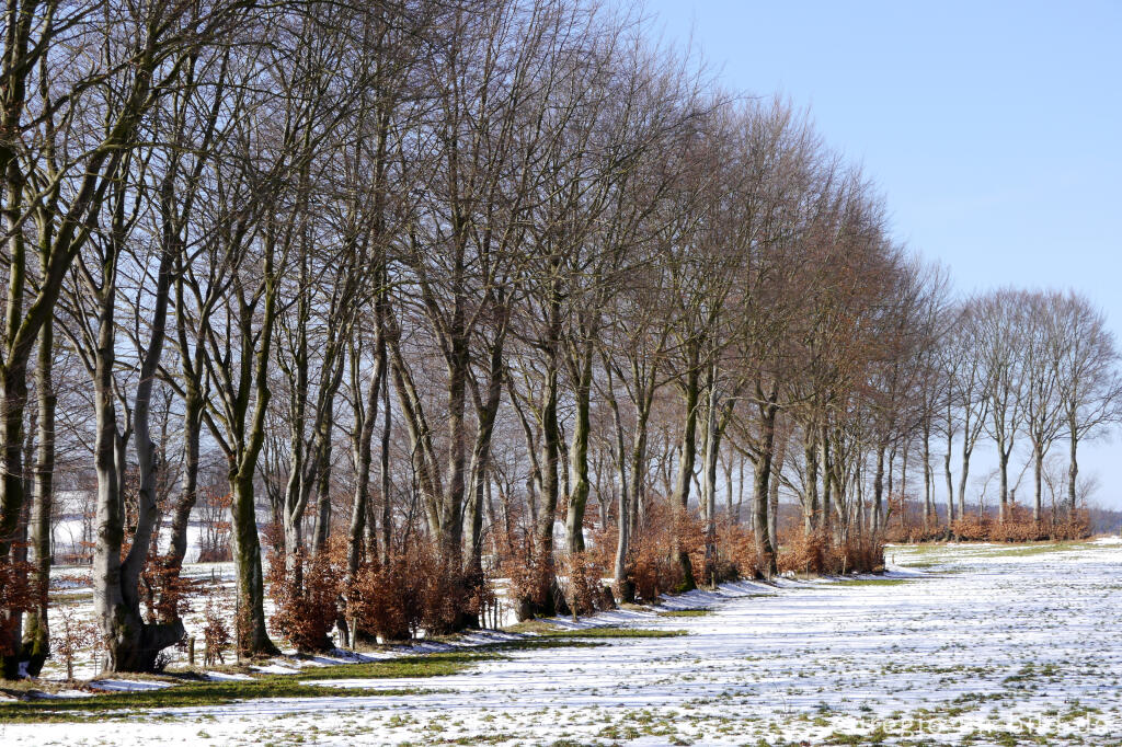 Detailansicht von Buchenhecken in der Nordeifel