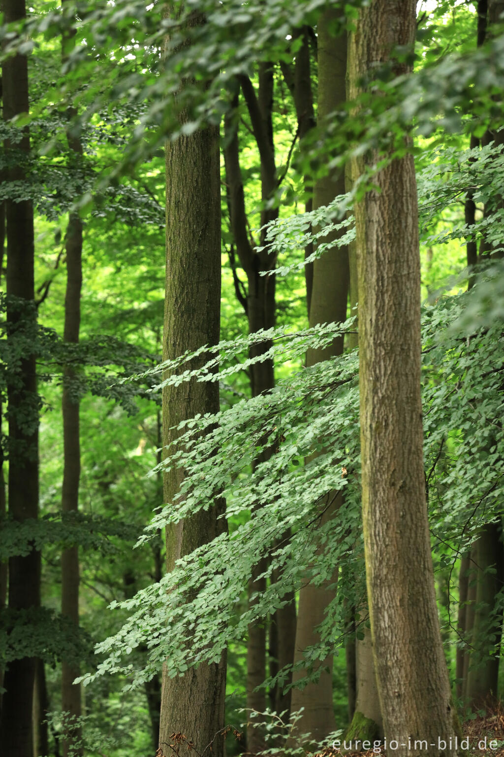 Detailansicht von Buchenwald auf dem Kermeter, Nationalpark Eifel