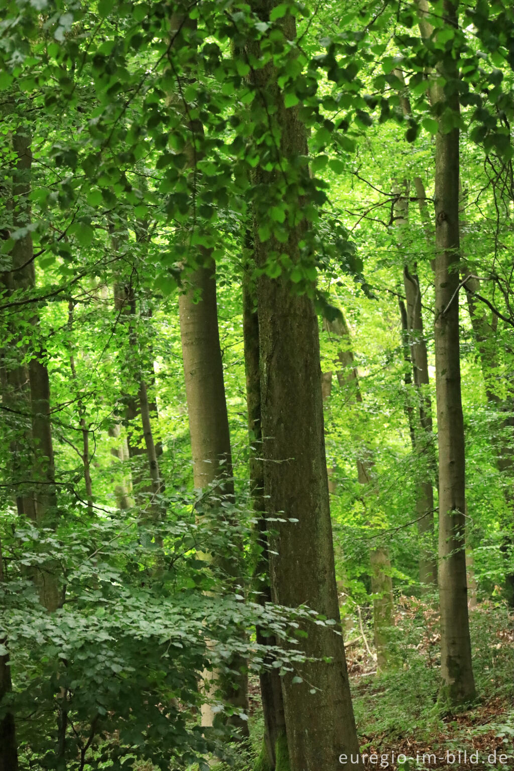 Detailansicht von Buchenwald auf dem Kermeter, Nationalpark Eifel