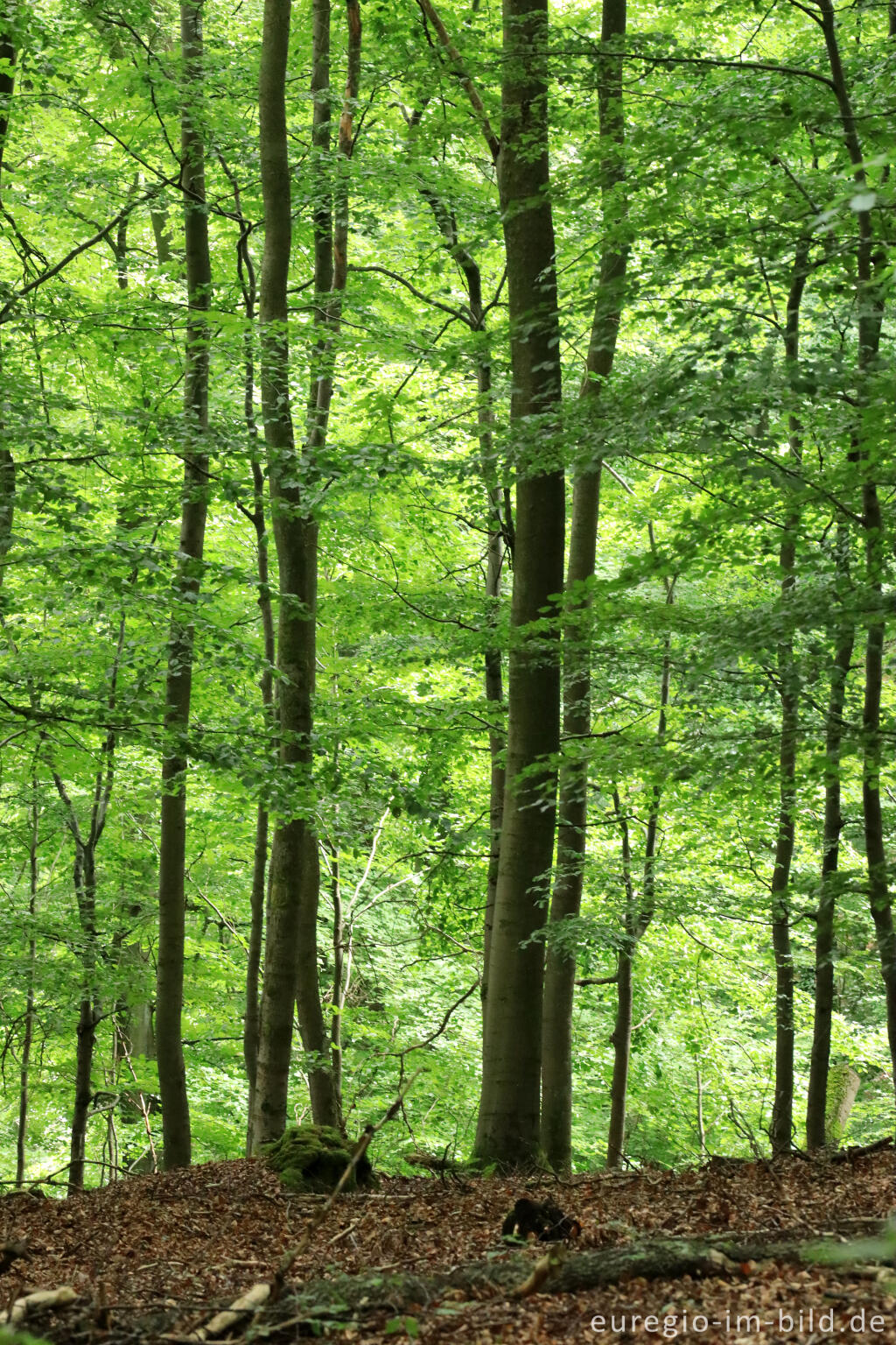 Detailansicht von Buchenwald auf dem Kermeter, Nationalpark Eifel