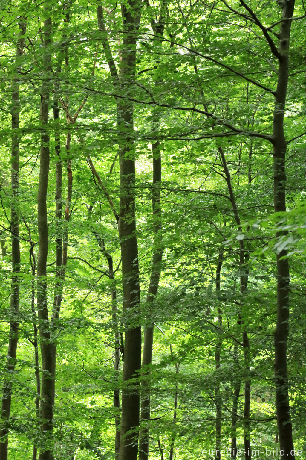 Detailansicht von Buchenwald auf dem Kermeter, Nationalpark Eifel