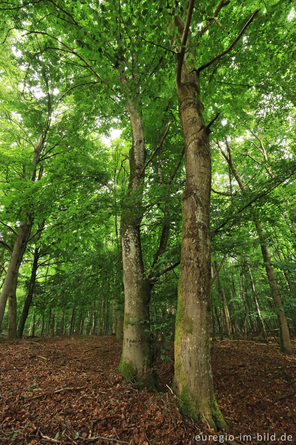 Detailansicht von Buchenwald auf dem Kermeter, Nationalpark Eifel