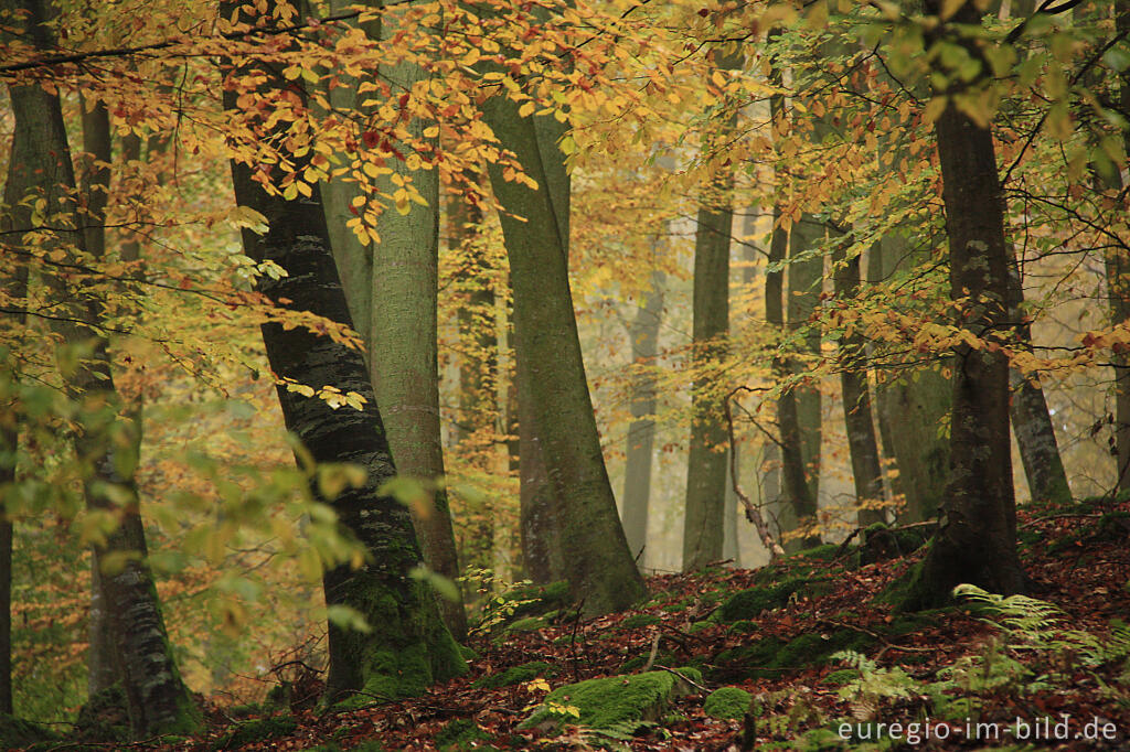 Detailansicht von Buchenwald im Herbst