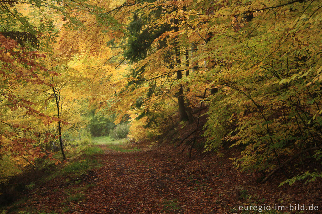 Detailansicht von Buchenwald im Herbst, Eifelsteig bei Kordel