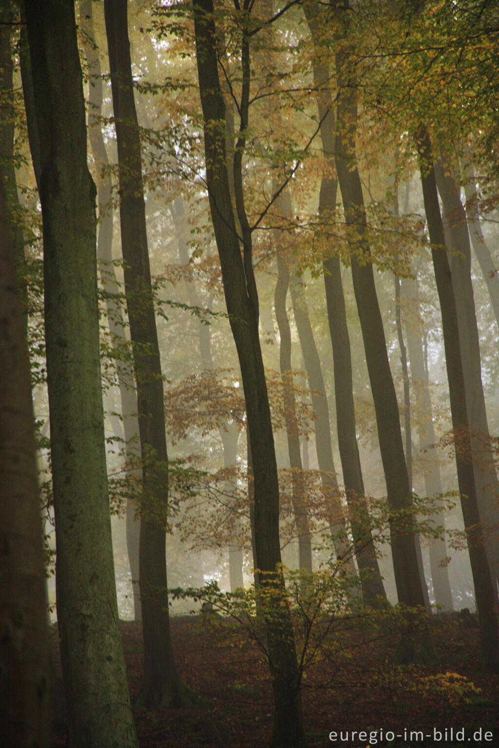 Detailansicht von Buchenwald im Herbst