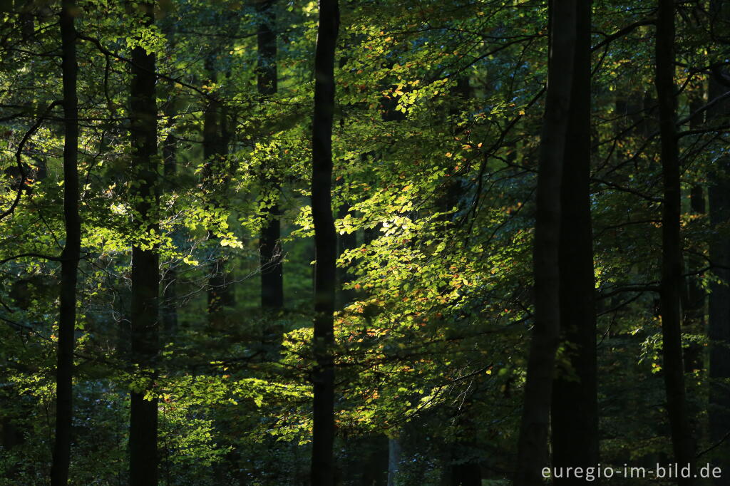 Detailansicht von Buchenwald im "Wilden Kermeter", Nationalpark Eifel