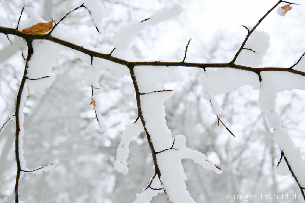 Detailansicht von Buchenzweig im Schnee