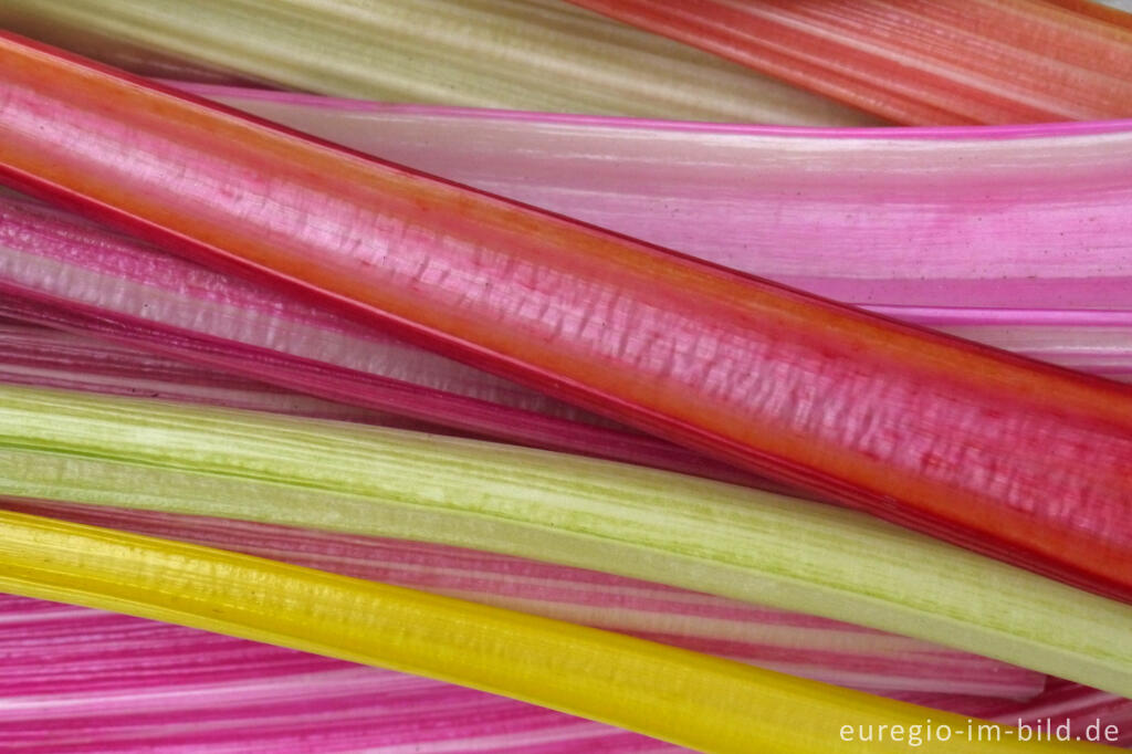 Detailansicht von Bunte Mangoldstiele