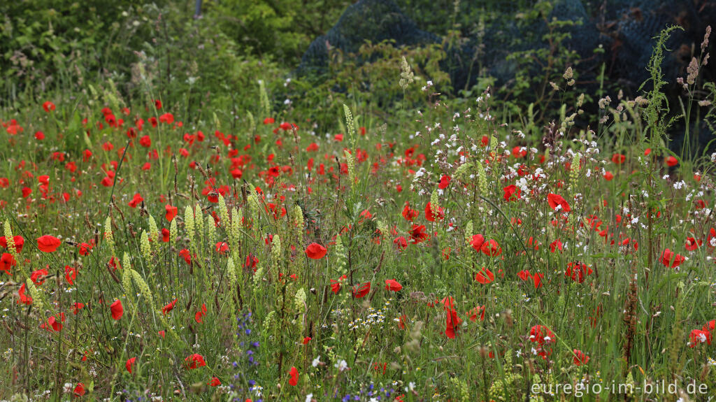 Detailansicht von Bunte Wiesenblumen am Rand eines Parkplatzes