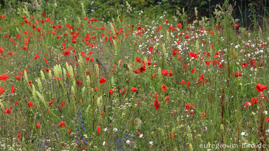 Detailansicht von Bunte Wiesenblumen am Rand eines Parkplatzes