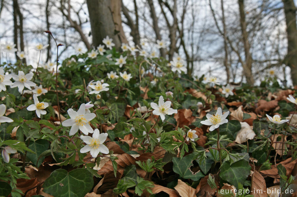 Detailansicht von Buschwindröschen, Anemone nemorosa