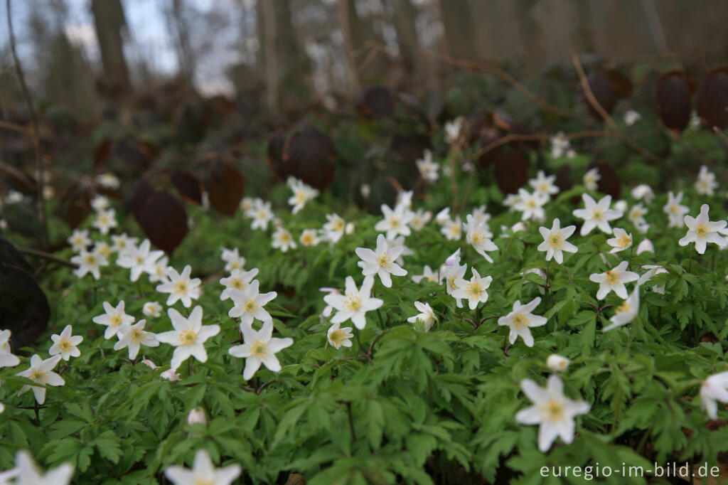 Detailansicht von Buschwindröschen, Anemone nemorosa