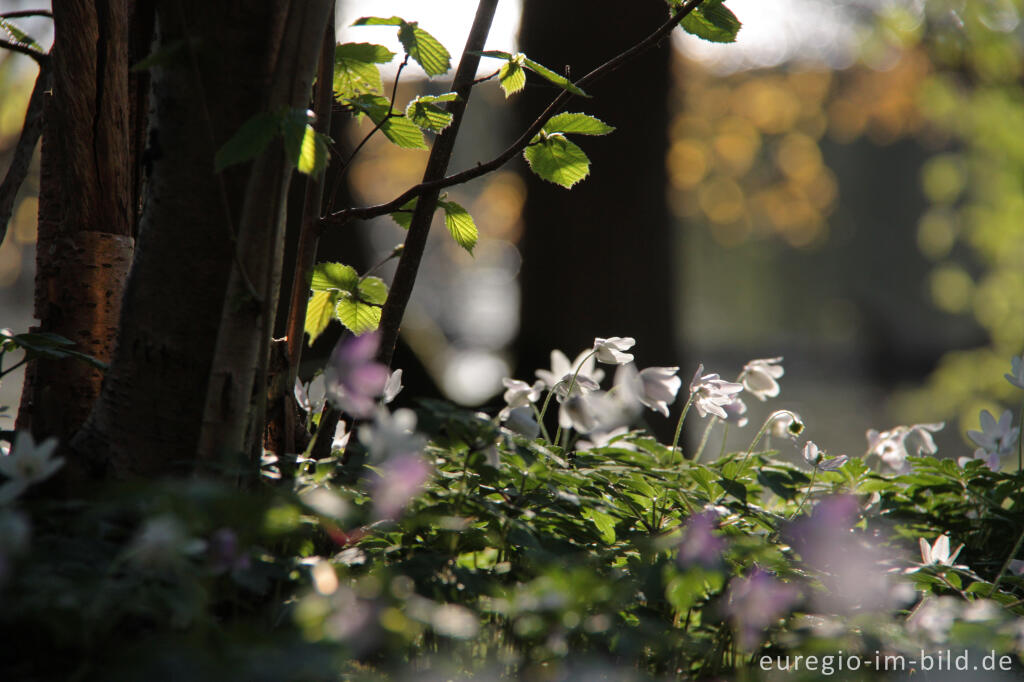 Detailansicht von Buschwindröschen, Anemone nemorosa, Cranenweyer bei Kerkrade