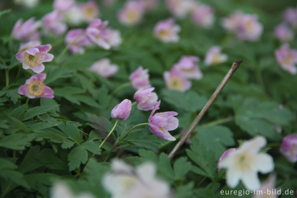 Detailansicht von Buschwindröschen, Anemone nemorosa, Cranenweyer bei Kerkrade