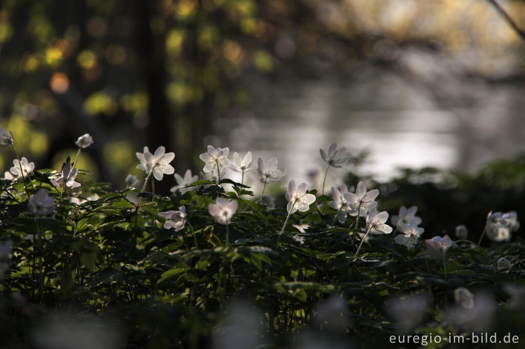 Detailansicht von Buschwindröschen, Anemone nemorosa, Cranenweyer bei Kerkrade