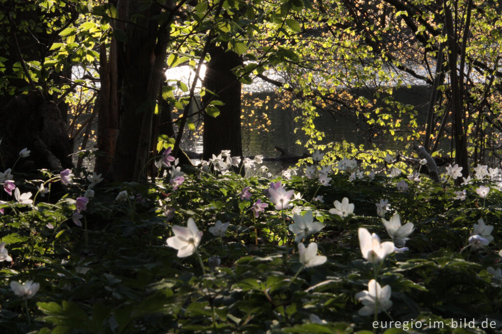 Buschwindröschen, Anemone nemorosa, Cranenweyer bei Kerkrade