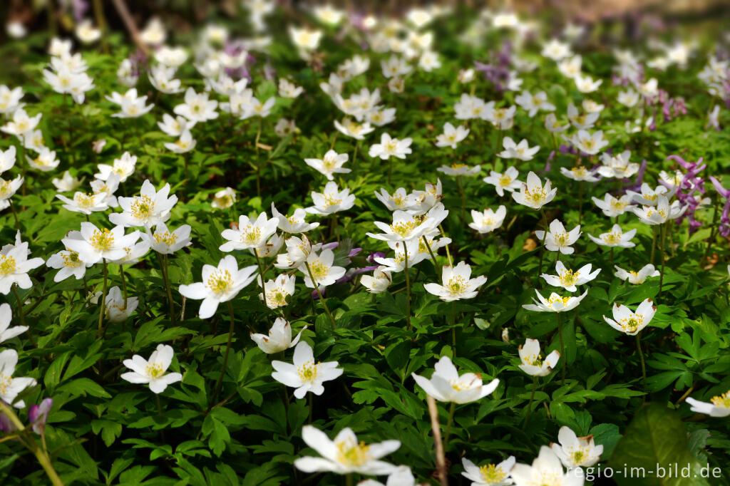 Detailansicht von Buschwindröschen, Anemone nemorosa, in der Nähe von Elsloo, NL