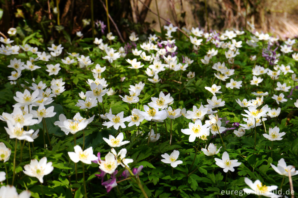 Detailansicht von Buschwindröschen, Anemone nemorosa, in der Nähe von Elsloo, NL