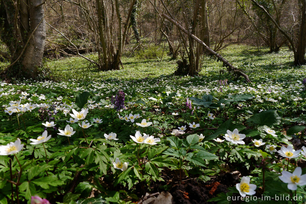 Buschwindröschen, Anemone nemorosa, in der Nähe von Elsloo, NL