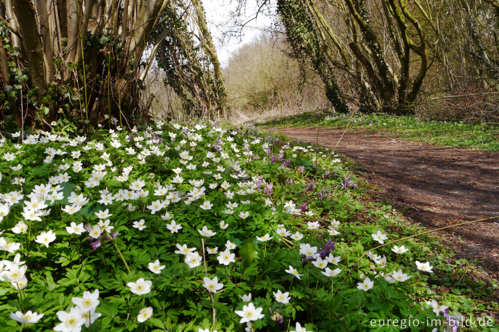 Detailansicht von Buschwindröschen, Anemone nemorosa, in der Nähe von Elsloo, NL