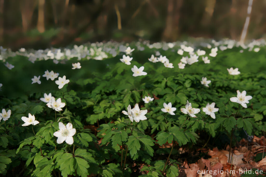 Detailansicht von Buschwindröschen, Anemone nemorosa, Park Gravenrode