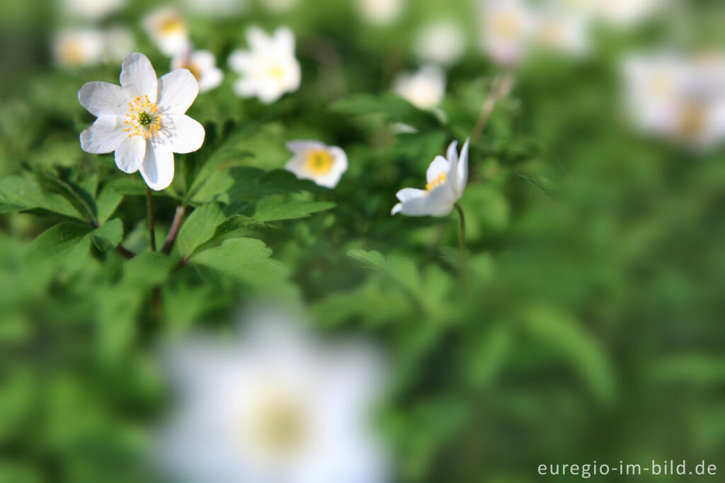 Detailansicht von Buschwindröschen, Anemone nemorosa, Park Gravenrode