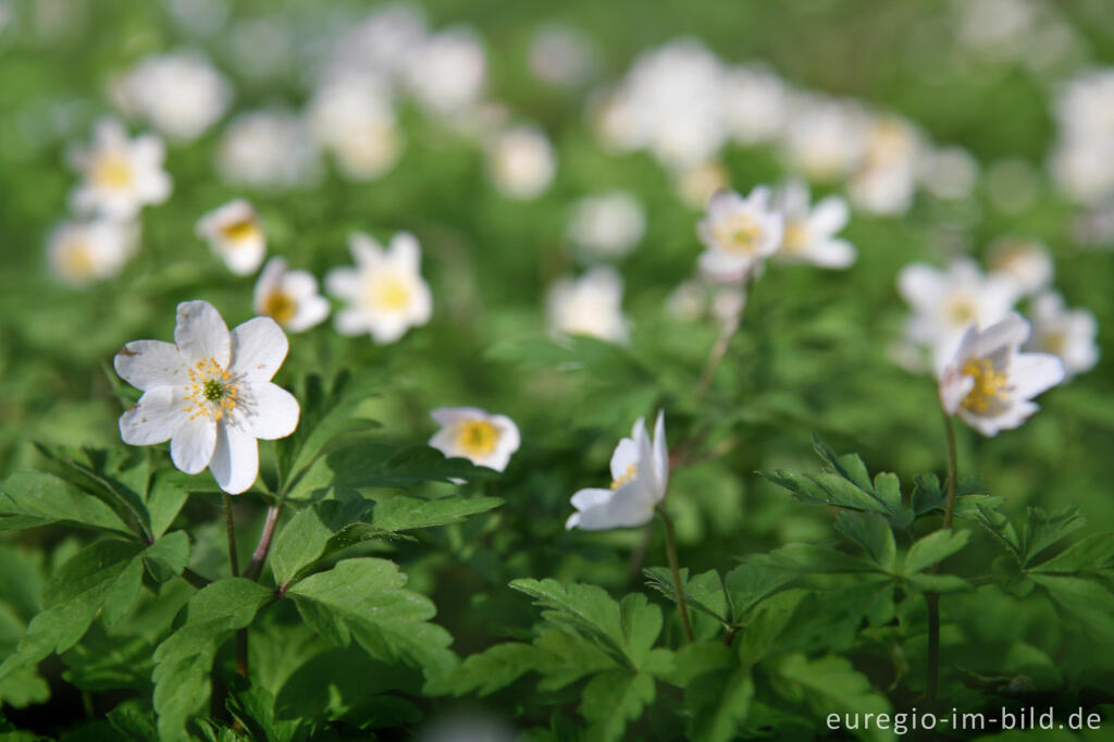 Detailansicht von Buschwindröschen, Anemone nemorosa, Park Gravenrode