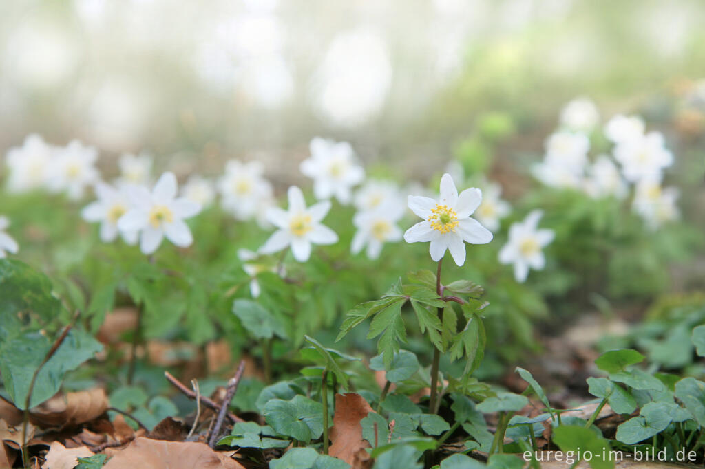 Detailansicht von Buschwindröschen, Anemone nemorosa