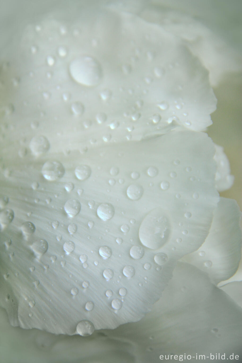 Detailansicht von Chinesische Pfingstrose, Paeonia lactiflora mit Regentropfen