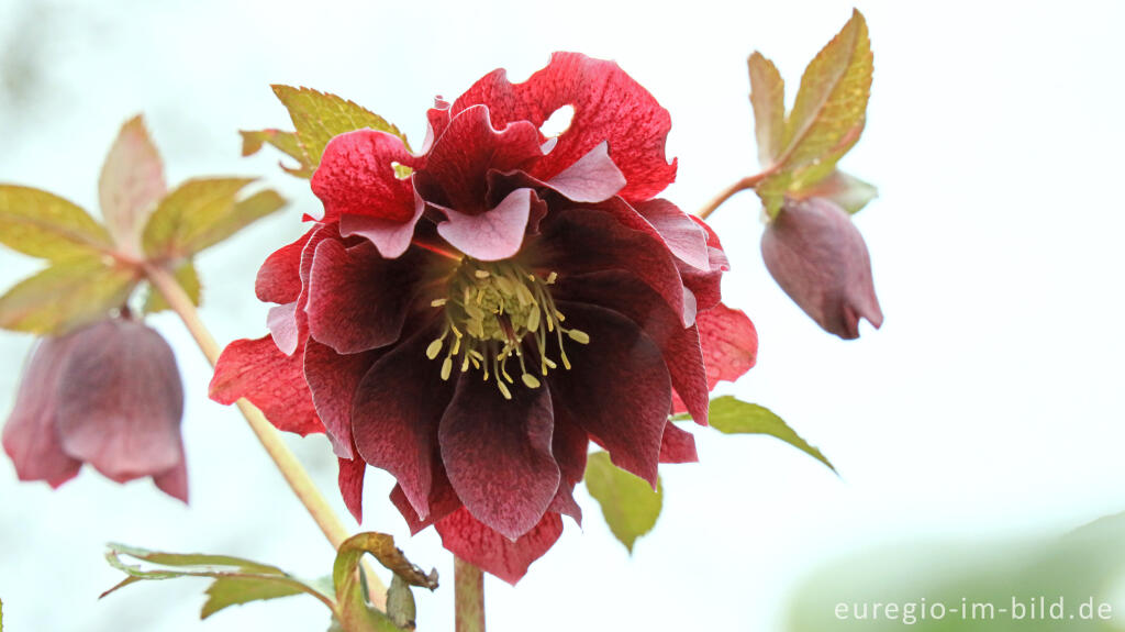 Detailansicht von Christrosen auf den Schneeglöckchentage im Kloster Knechtsteden