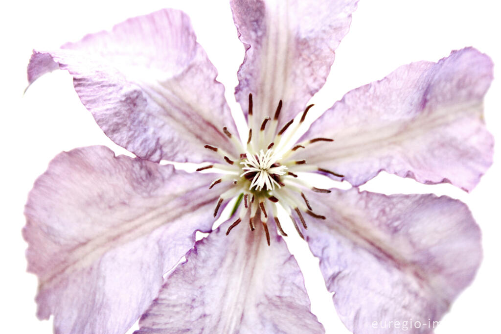 Detailansicht von Clematis "Hagley Hybrid"