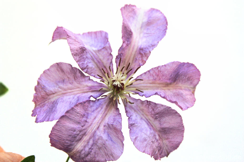 Detailansicht von Clematis "Hagley Hybrid"