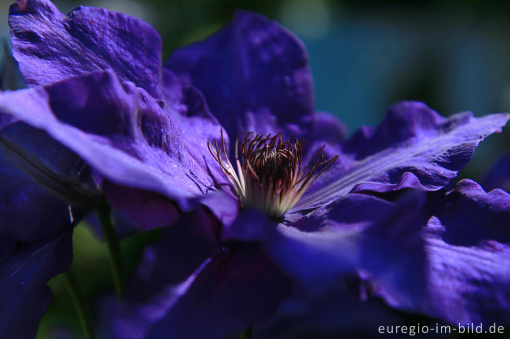 Detailansicht von Clematis  „The President“ 